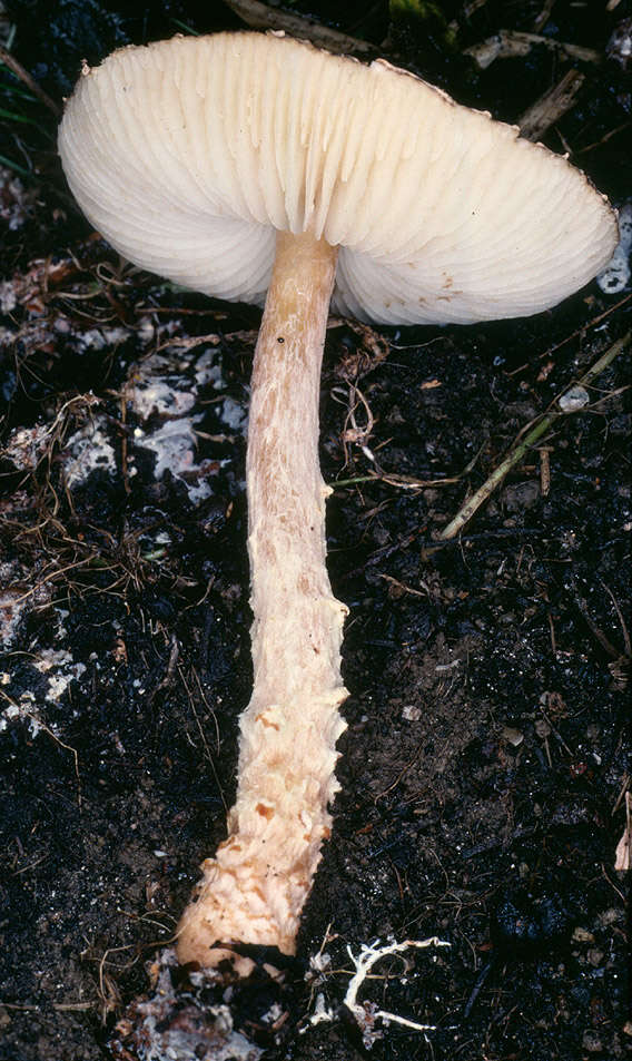 Image de Lépiote à spores ventrues