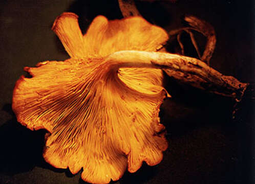 Image of Omphalotus illudens (Schwein.) Bresinsky & Besl 1979