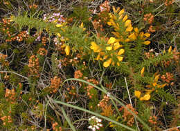 Imagem de Ulex gallii Planch.