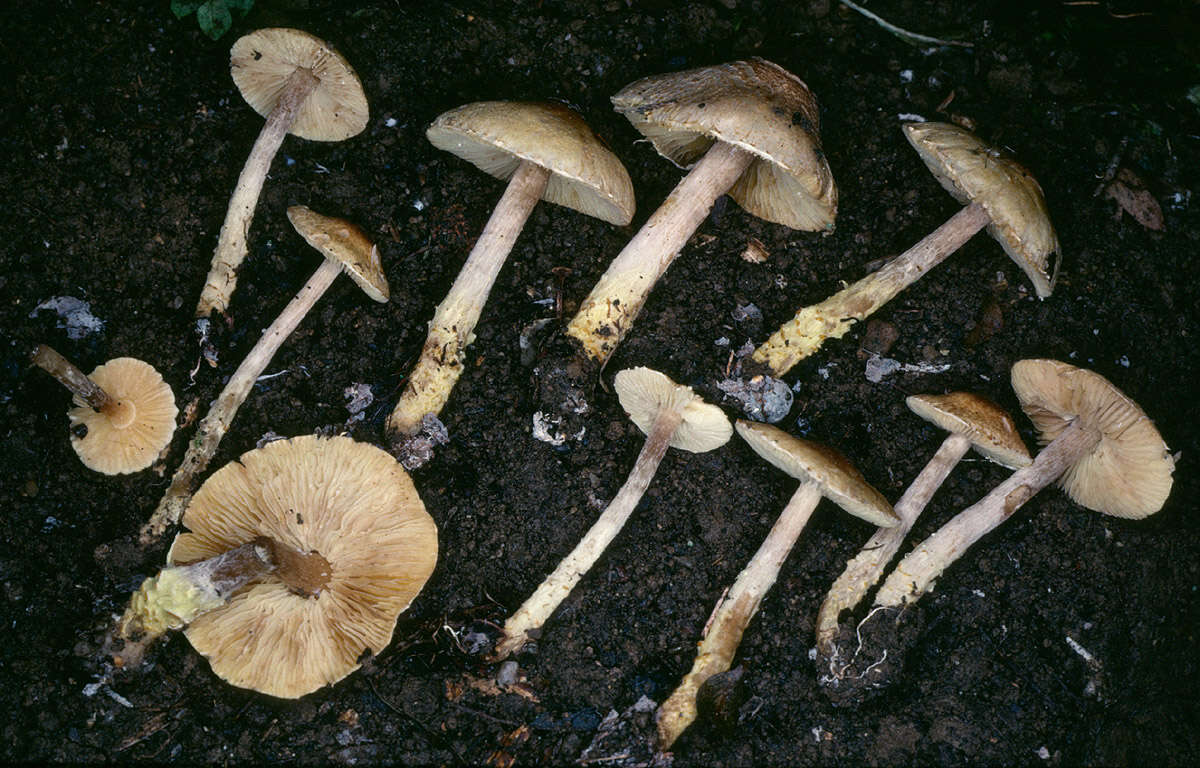 Image of Lepiota xanthophylla P. D. Orton 1960