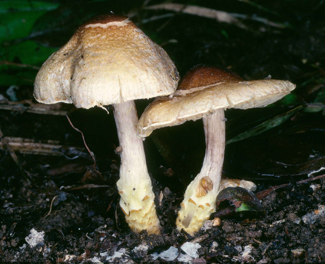 Image of Lepiota xanthophylla P. D. Orton 1960