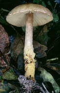 Image of Lepiota xanthophylla P. D. Orton 1960