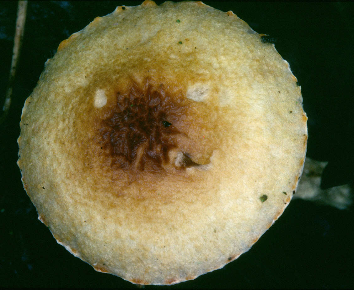 Image of Lepiota xanthophylla P. D. Orton 1960