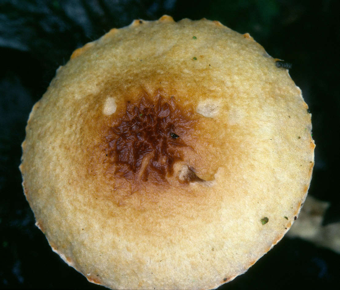 Image of Lepiota xanthophylla P. D. Orton 1960