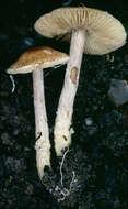 Image of Lepiota xanthophylla P. D. Orton 1960