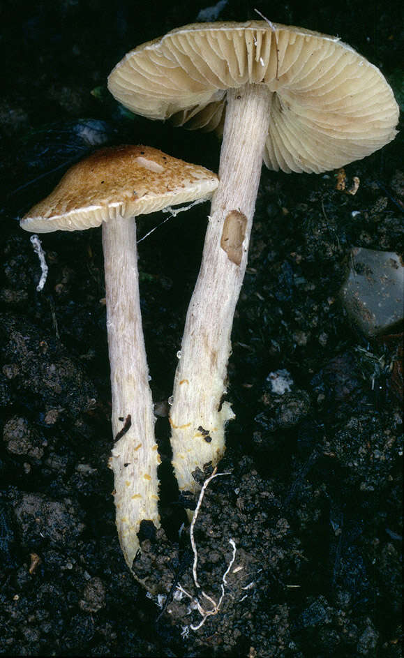 Image of Lepiota xanthophylla P. D. Orton 1960