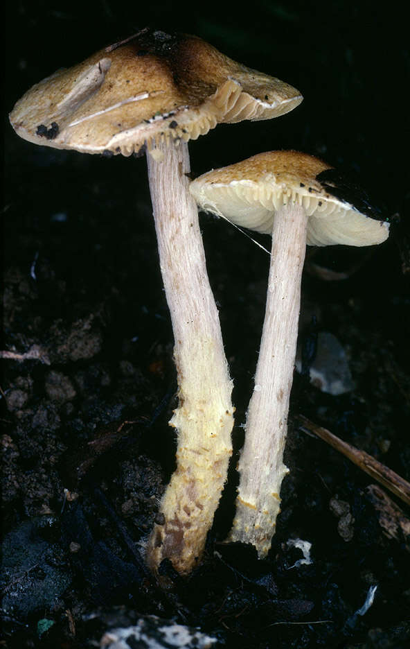 Image of Lepiota xanthophylla P. D. Orton 1960