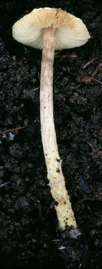 Image of Lepiota xanthophylla P. D. Orton 1960