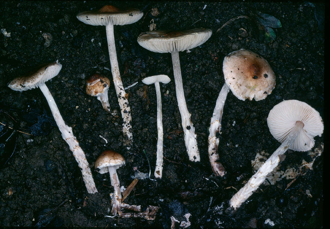 Imagem de Lepiota bickhamensis P. D. Orton 1984
