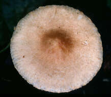 Imagem de Lepiota bickhamensis P. D. Orton 1984