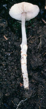 Lepiota bickhamensis P. D. Orton 1984 resmi