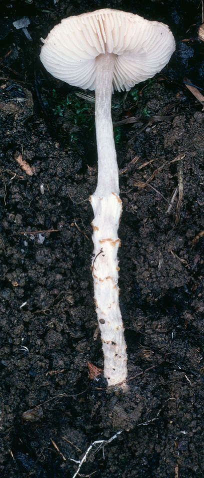 Imagem de Lepiota bickhamensis P. D. Orton 1984