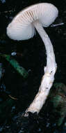 Imagem de Lepiota bickhamensis P. D. Orton 1984