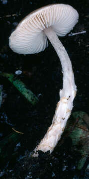 Lepiota bickhamensis P. D. Orton 1984 resmi