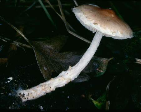 Lepiota bickhamensis P. D. Orton 1984 resmi