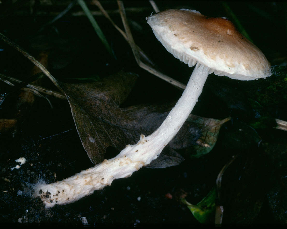 Imagem de Lepiota bickhamensis P. D. Orton 1984