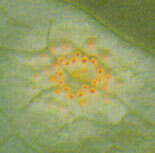 Imagem de Puccinia sessilis J. Schröt. 1870