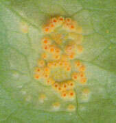 Imagem de Puccinia sessilis J. Schröt. 1870