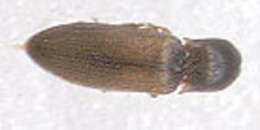 Image of Agriotes pallidulus