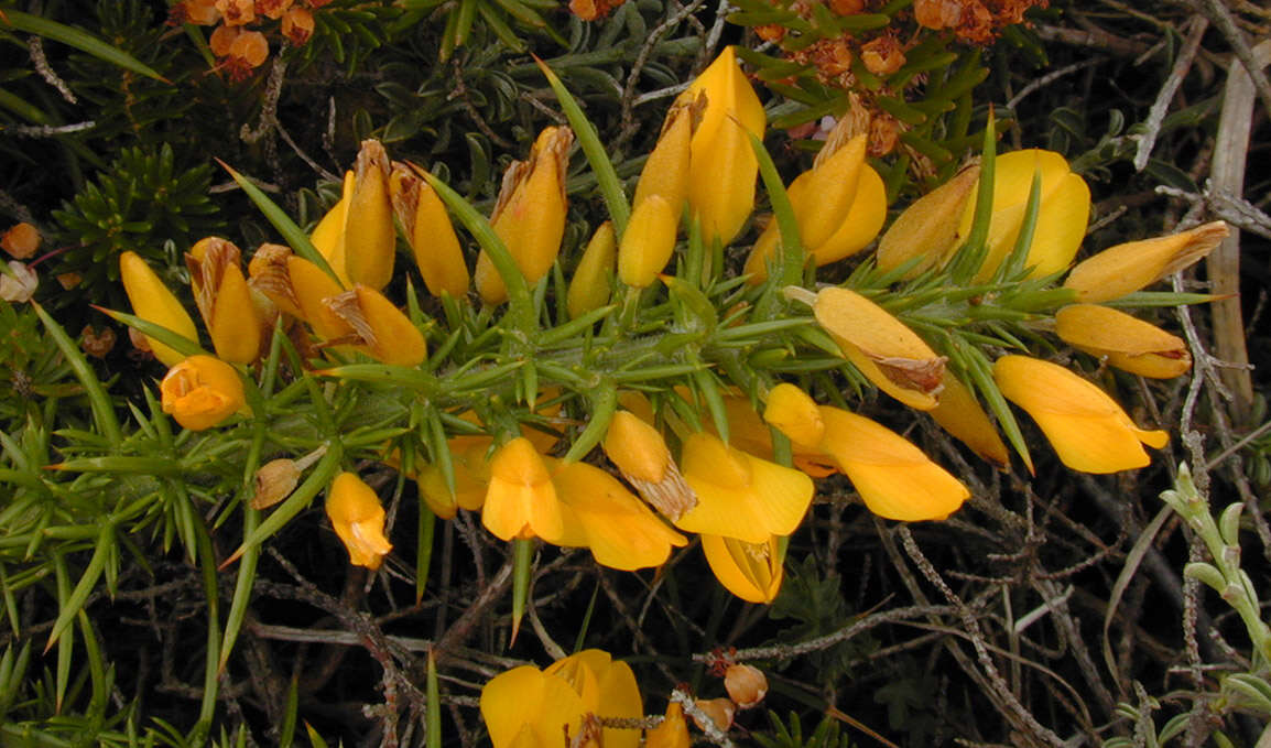 Imagem de Ulex gallii Planch.