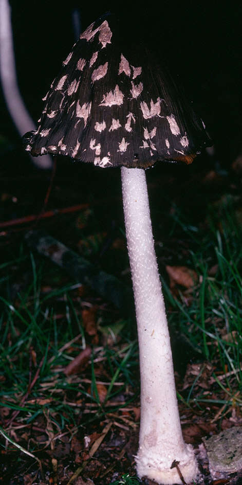 Imagem de Coprinopsis picacea (Bull.) Redhead, Vilgalys & Moncalvo 2001