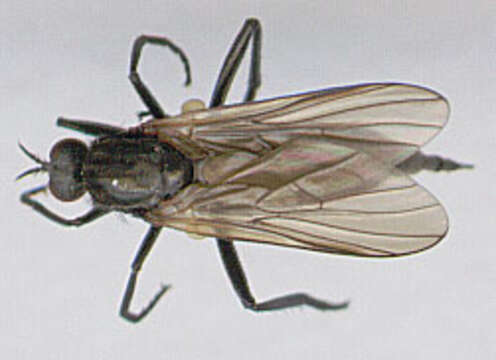 Image of Rhamphomyia sulcata (Meigen 1804)