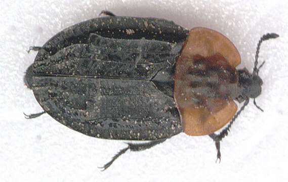 صورة Oiceoptoma thoracicum (Linnaeus 1758)