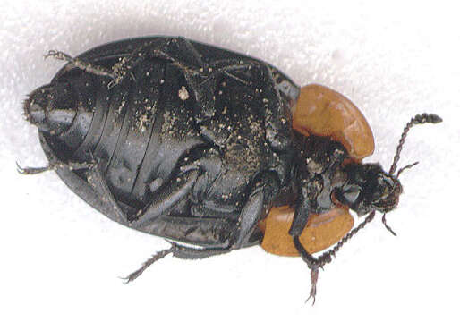 Image of Red-breasted Carrion Beetle