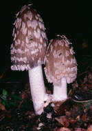 Imagem de Coprinopsis picacea (Bull.) Redhead, Vilgalys & Moncalvo 2001