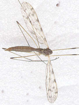 Image of Rhipidia (Rhipidia) maculata Meigen 1818