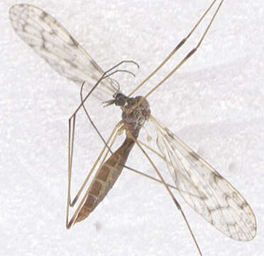 Image of Rhipidia (Rhipidia) maculata Meigen 1818