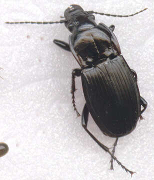 Image of Parallel-Sided Ground Beetle