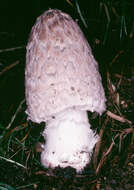 Imagem de Coprinopsis picacea (Bull.) Redhead, Vilgalys & Moncalvo 2001