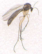 Image of Boletina basalis (Meigen 1818)