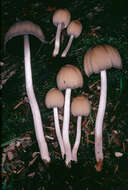 Image of Glistening Inky Cap