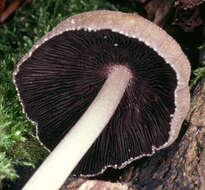 Image of Glistening Inky Cap