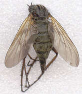 Image of Empis tessellata Fabricius 1794