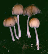 Image of Glistening Inky Cap