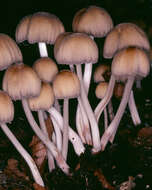 Image of Glistening Inky Cap