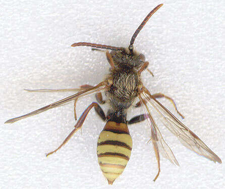 Image of Nomada flava Panzer 1798