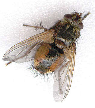 Image of Tachina fera (Linnaeus 1761)