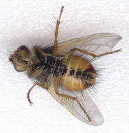 Image of Tachina fera (Linnaeus 1761)