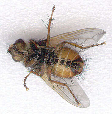 Image de Tachina fera (Linnaeus 1761)