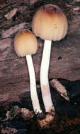 Image of Glistening Inky Cap