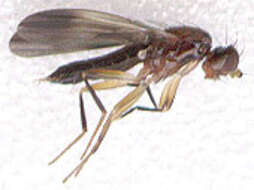 Image of druid flies