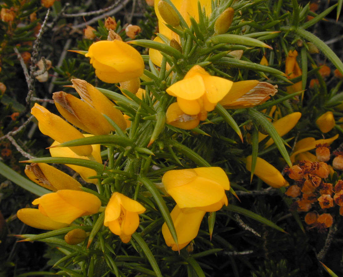 Imagem de Ulex gallii Planch.