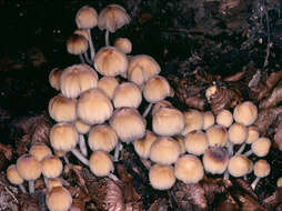 Image of Glistening Inky Cap