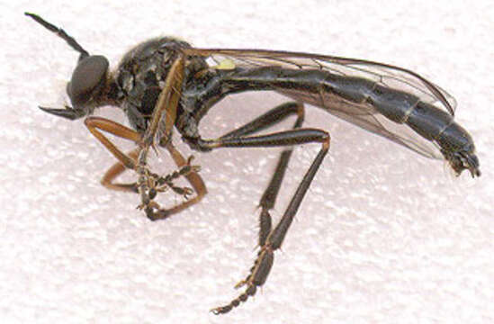 Image of Dioctria rufipes (Scopoli 1763)