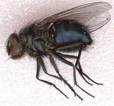 صورة Calliphora vicina Robineau-Desvoidy 1830