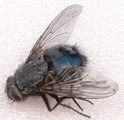 صورة Calliphora vicina Robineau-Desvoidy 1830